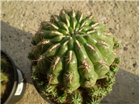 3ae9d6bc-Picture 3916.jpg